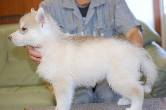 シベリアンハスキーの子犬の写真201508291-2 10月14日現在