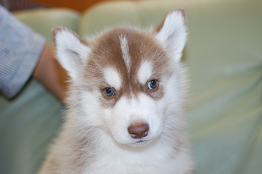 シベリアンハスキーの子犬の写真201508291 10月14日現在