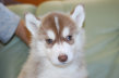 シベリアンハスキーの子犬201508291