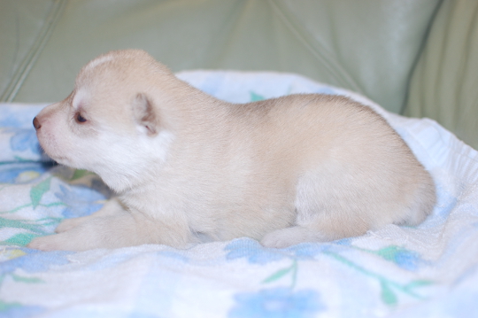 シベリアンハスキーの子犬の写真201703215-2 4月6日現在