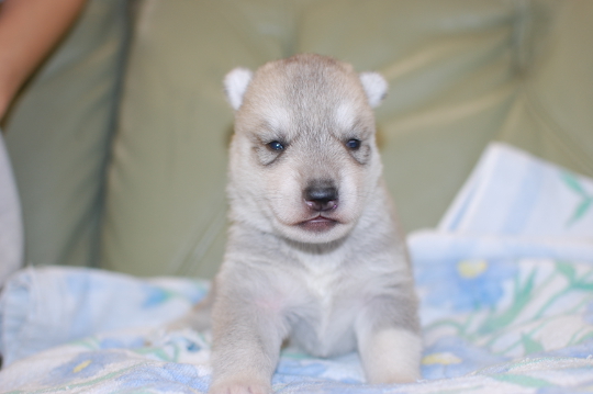 シベリアンハスキーの子犬の写真201703214 4月6日現在
