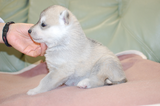 シベリアンハスキーの子犬の写真201703212-2 4月11日現在