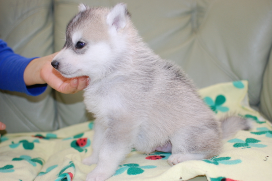 シベリアンハスキーの子犬の写真201703211-2 4月22日現在