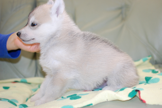 シベリアンハスキーの子犬の写真201703212-2 4月22日現在