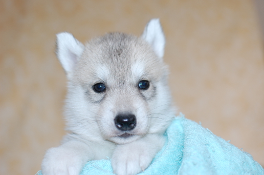 シベリアンハスキーの子犬の写真201703214 4月22日現在