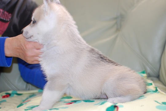 シベリアンハスキーの子犬の写真201703214-2 4月22日現在