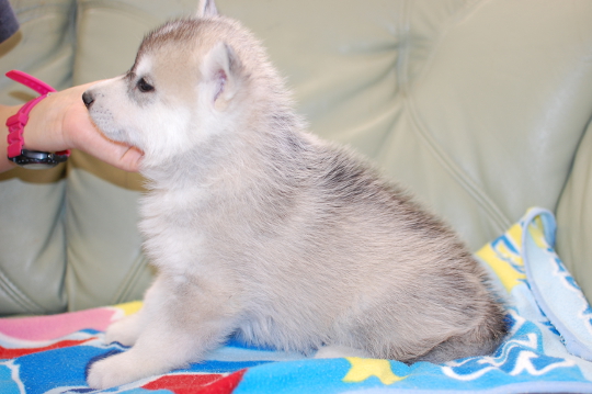 シベリアンハスキーの子犬の写真201703211-2 4月29日現在