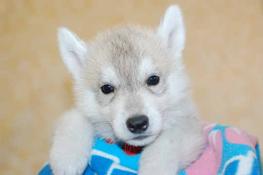 シベリアンハスキーの子犬の写真201703212 4月29日現在