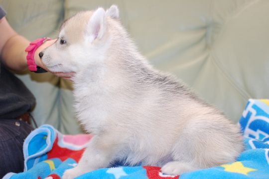 シベリアンハスキーの子犬の写真201703212-2 4月29日現在