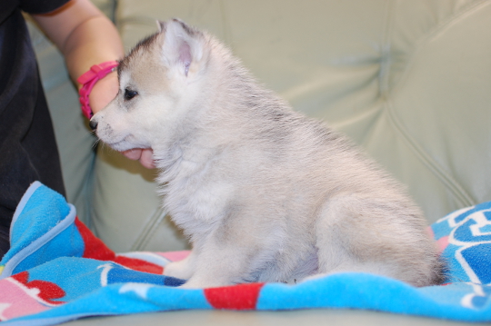 シベリアンハスキーの子犬の写真201703213-2 4月29日現在