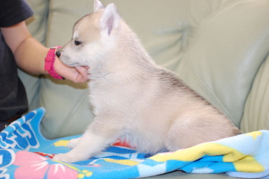 シベリアンハスキーの子犬の写真201703214-2 4月29日現在