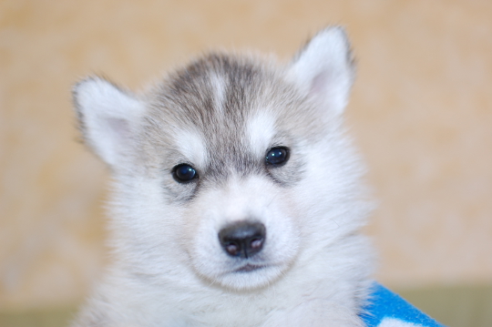 シベリアンハスキーの子犬の写真201703211 4月29日現在