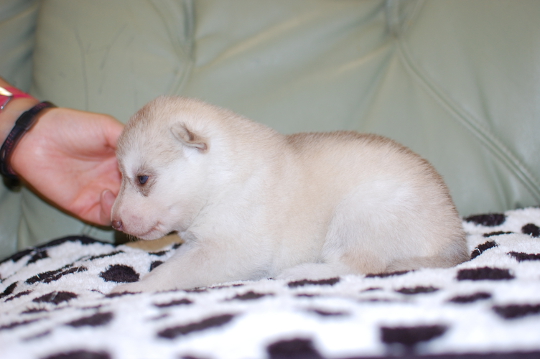 シベリアンハスキーの子犬の写真201705305-2 6月17日現在