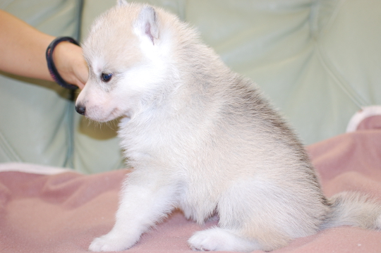 シベリアンハスキーの子犬の写真201705301-2 6月28日現在