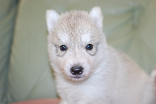 シベリアンハスキーの子犬の写真201705302 6月28日現在