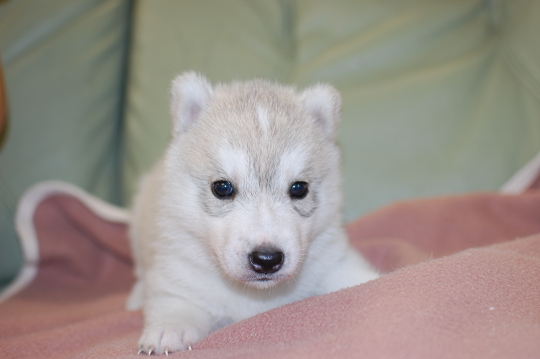 シベリアンハスキーの子犬の写真201705304 6月28日現在