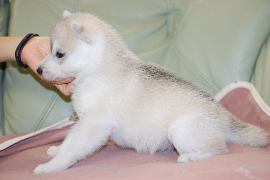 シベリアンハスキーの子犬の写真201705304-2 6月28日現在