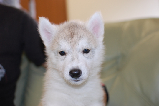 シベリアンハスキーの子犬の写真201705302 7月14日現在