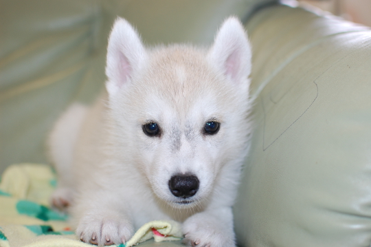 シベリアンハスキーの子犬の写真201705303 7月14日現在