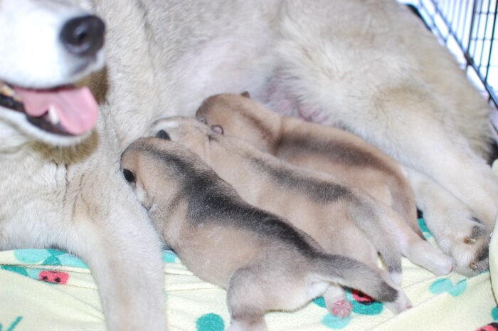 シベリアンハスキーの子犬の写真