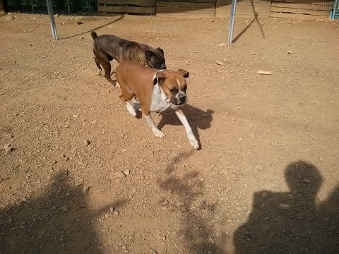 ボクサー犬のノビの写真2