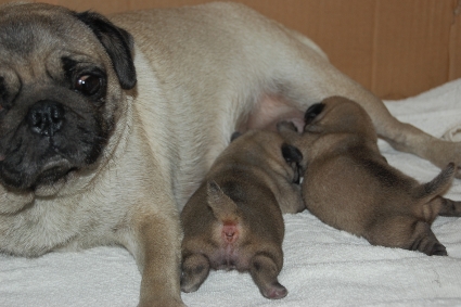 2009年12月14日産まれのパグ子犬の写真