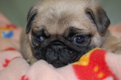 2010年1月23日産まれのパグ子犬の写真