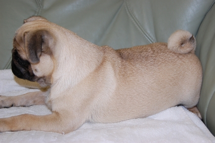 パグの子犬の写真200912141-2