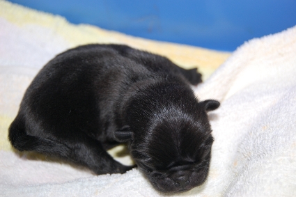 2010年9月13日産まれの黒パグ子犬の写真
