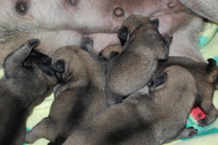 2010年12月11日産まれのパグ子犬の写真