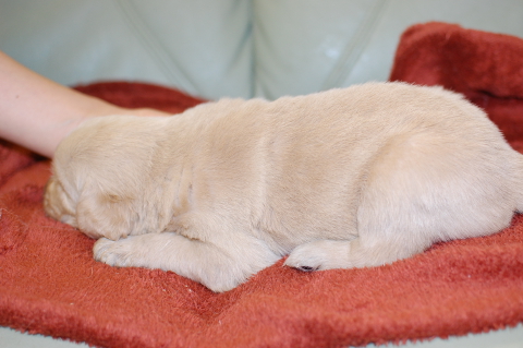 ゴールデンレトリーバーの子犬の写真201403311-2