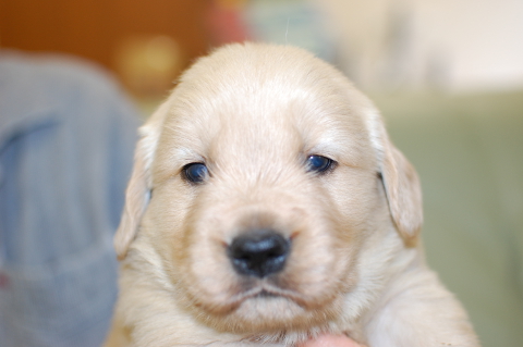 ゴールデンレトリーバーの子犬の写真201403311