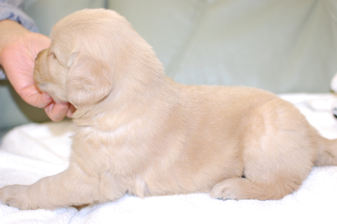 ゴールデンレトリーバーの子犬の写真201403311-2