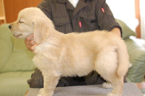 ゴールデンレトリーバーの子犬の写真201403311-2