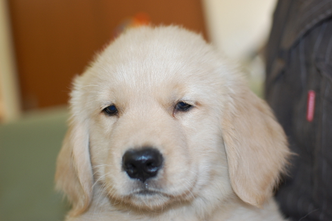 ゴールデンレトリーバーの子犬の写真201403311