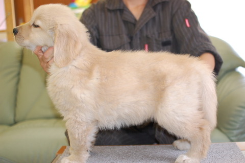 ゴールデンレトリーバーの子犬の写真201403311-2