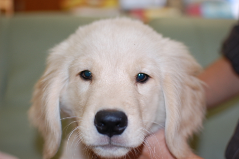 ゴールデンレトリーバーの子犬の写真201403311