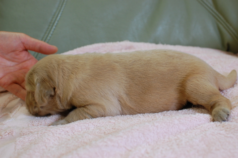 ゴールデンレトリーバーの子犬の写真201406122-2