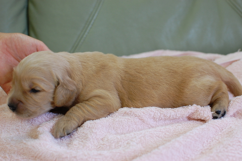 ゴールデンレトリーバーの子犬の写真201406124-2