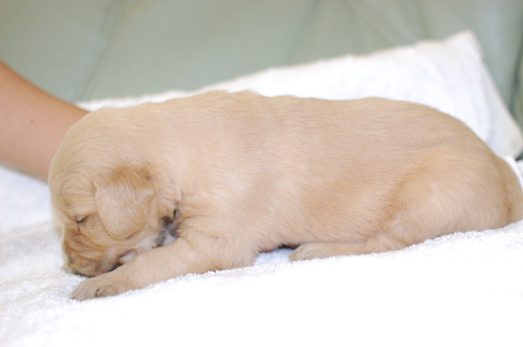 ゴールデンレトリーバーの子犬の写真201406125-2