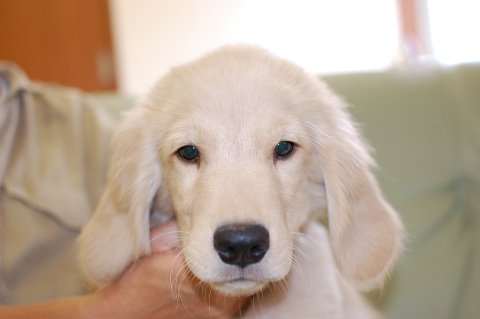 ゴールデンレトリーバーの子犬の写真201403311