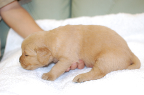 ゴールデンレトリーバーの子犬の写真201406121-2