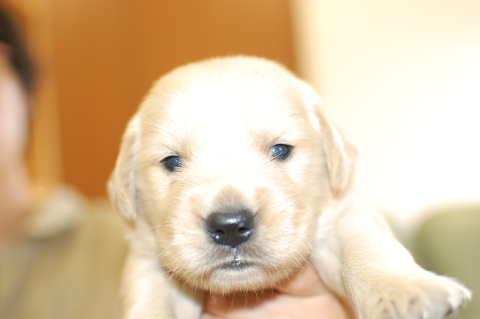 ゴールデンレトリーバーの子犬の写真201406122