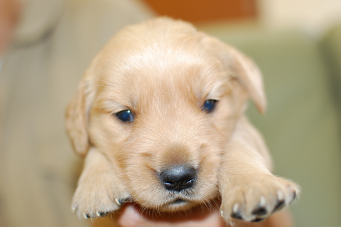 ゴールデンレトリーバーの子犬の写真201406123