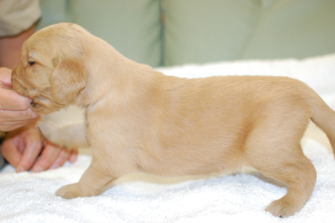 ゴールデンレトリーバーの子犬の写真201406123-2