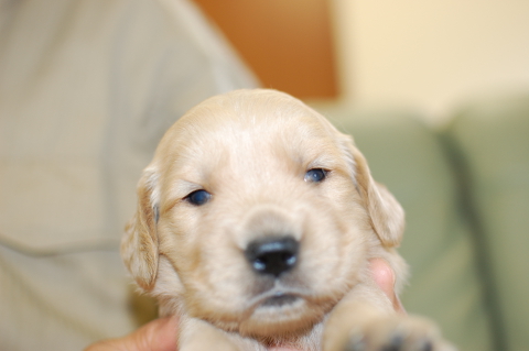 ゴールデンレトリーバーの子犬の写真201406124