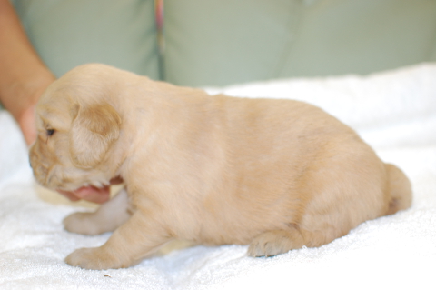 ゴールデンレトリーバーの子犬の写真201406124-2