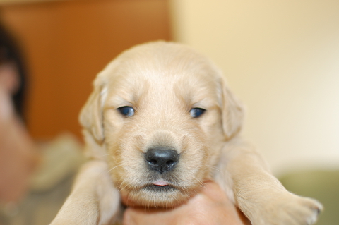 ゴールデンレトリーバーの子犬の写真201406125
