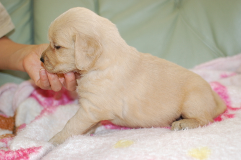 ゴールデンレトリーバーの子犬の写真201406125-2