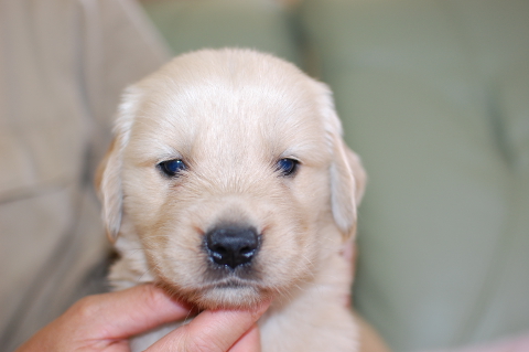 ゴールデンレトリーバーの子犬の写真201406122